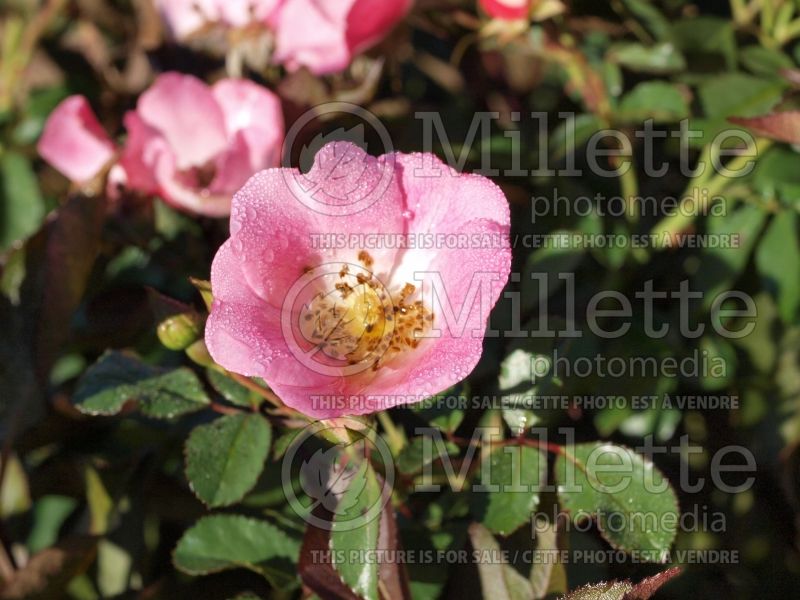 Rosa Carefree Delight (Shrub Rose) 6 