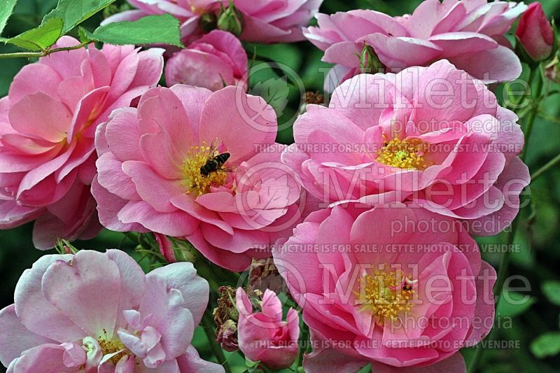Rosa Cariad ou Auspanier (Shrub Rose) 1 