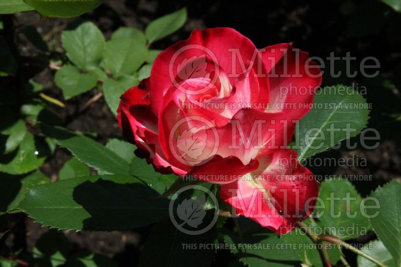 Rosa Cherry Parfait (Grandiflora Rose) 2 