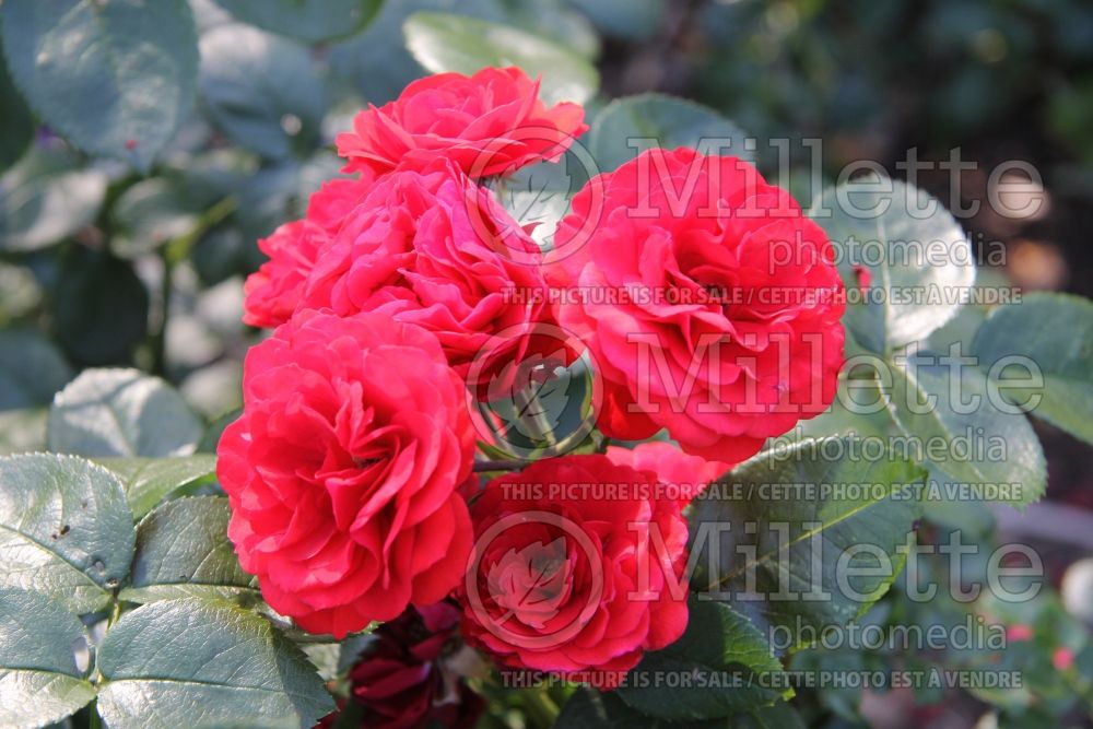 Rosa Chica Veranda (Floribunda Rose) 1