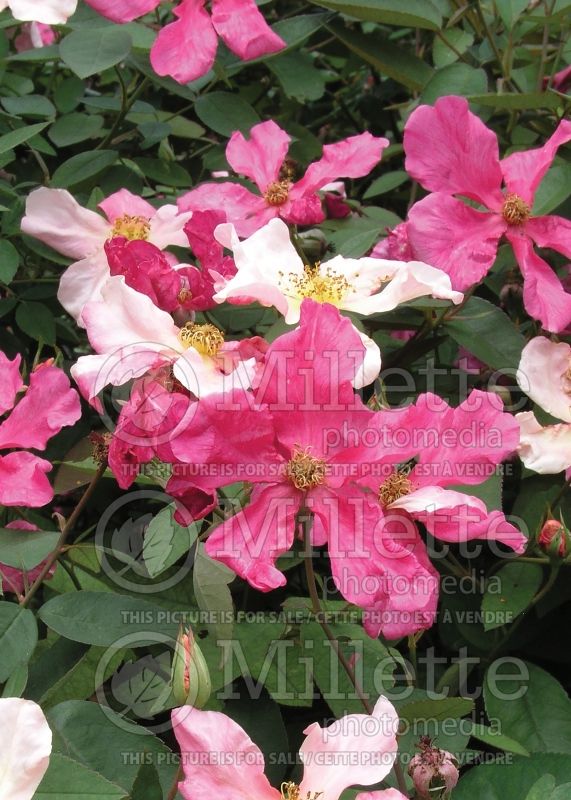 Rosa Mutabilis (Shrub Rose) 1 