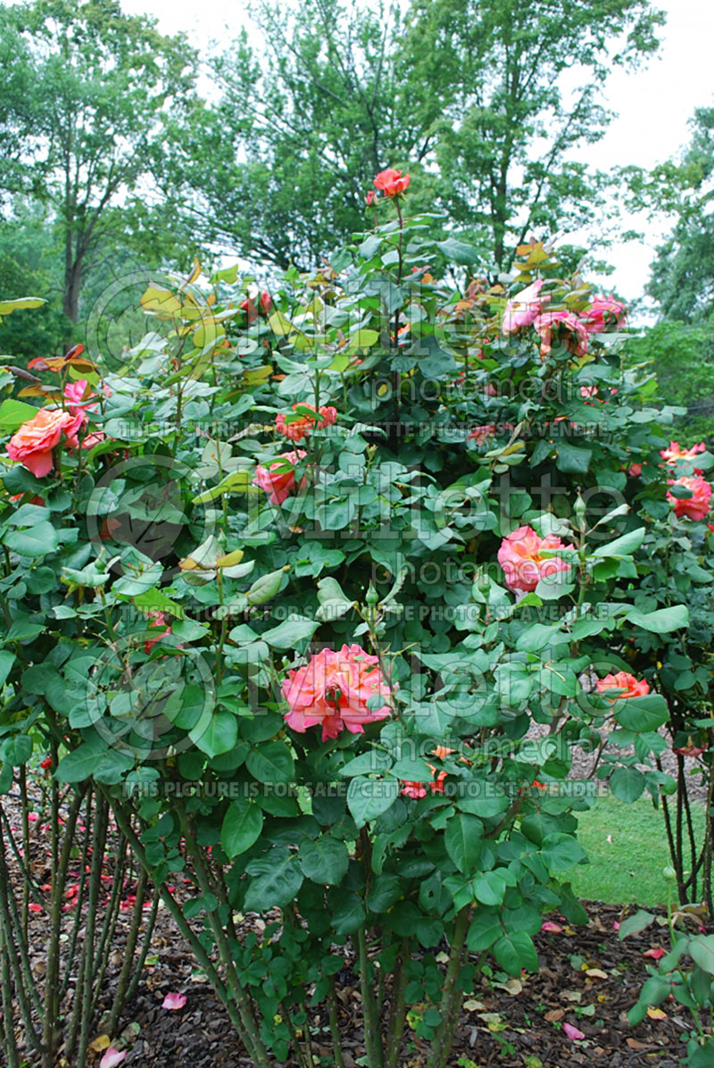 Rosa Christopher Columbus or MEIronsse (Tea hybrid Rose) 1 
