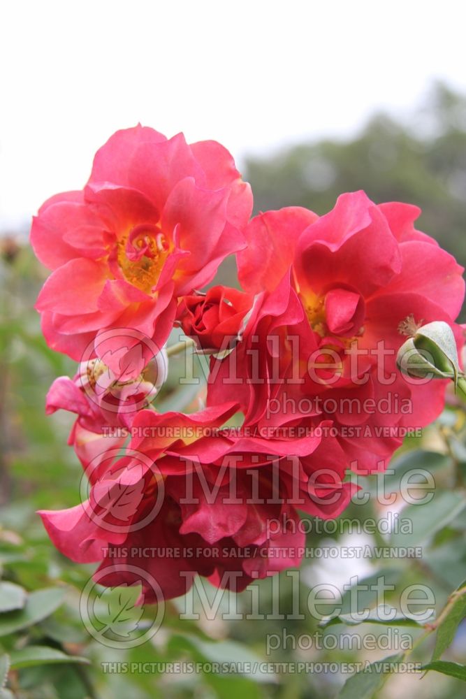 Rosa Cinco de Mayo (Floribunda Rose) 7 