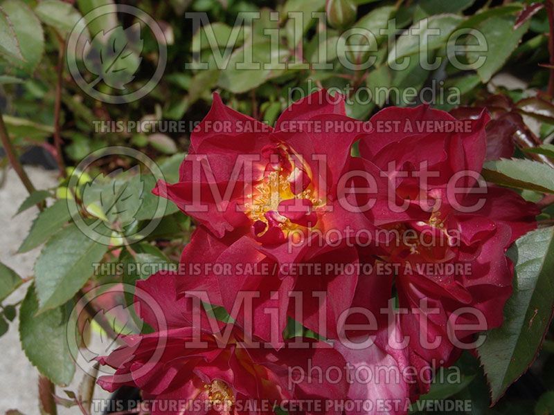 Rosa Cinco de Mayo (Floribunda Rose)  4