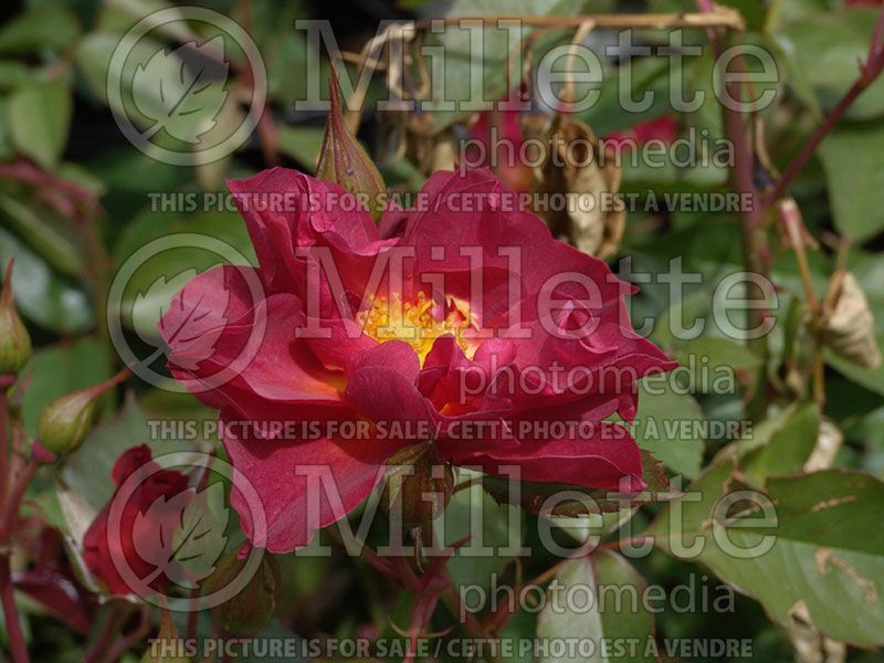 Rosa Cinco de Mayo (Floribunda Rose)  5