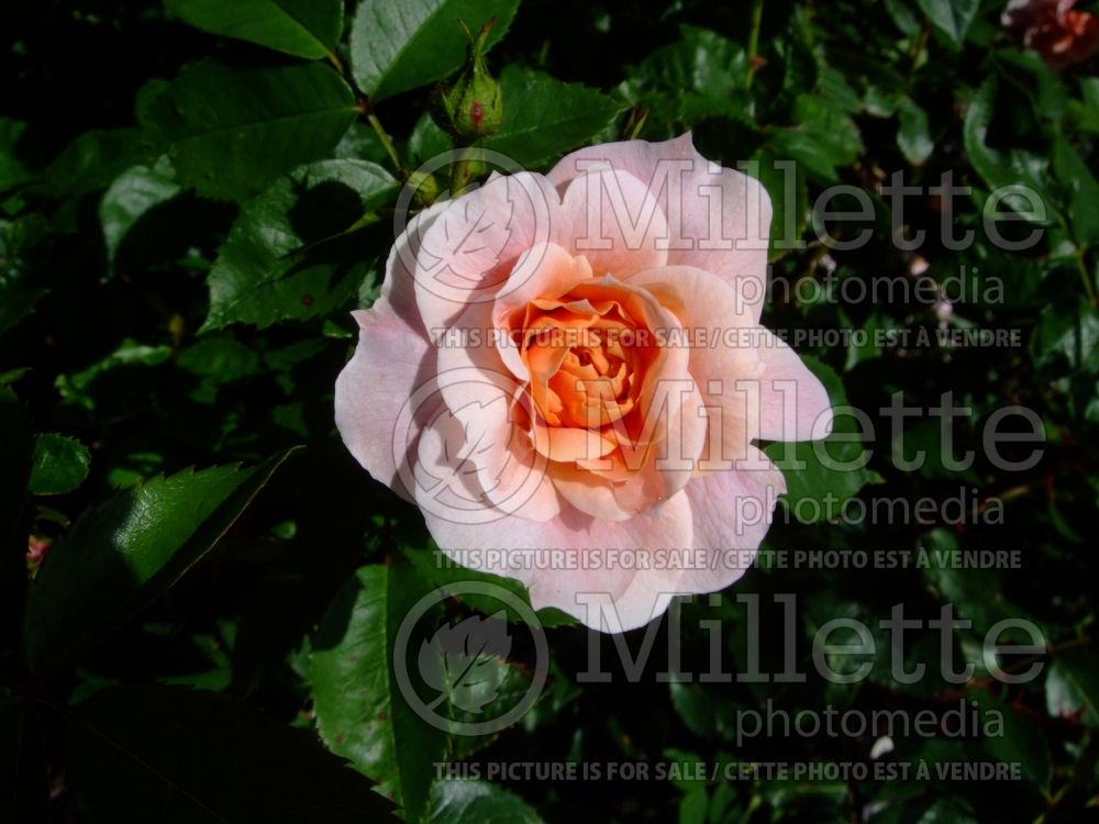 Rosa Colette (Shrub Rose) 1 