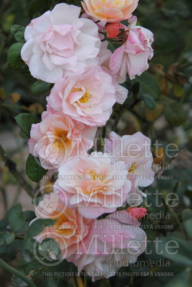 Rosa Comte de Champagne (Shrub Rose) 1 