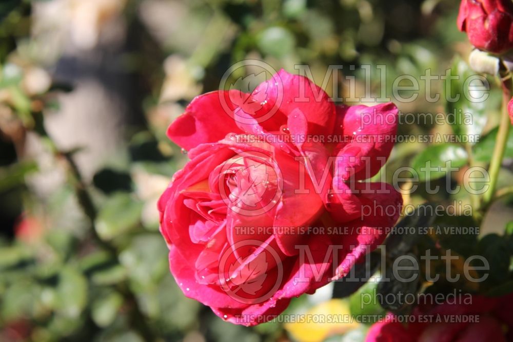 Rosa Copacabana (Hybrid Tea Rose) 1 