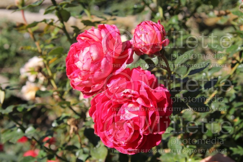 Rosa Copacabana (Hybrid Tea Rose) 2 