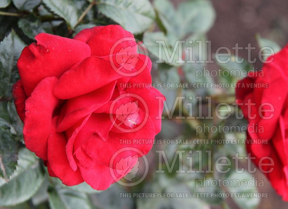Rosa Crimson Bouquet (Grandiflora Rose) 4 