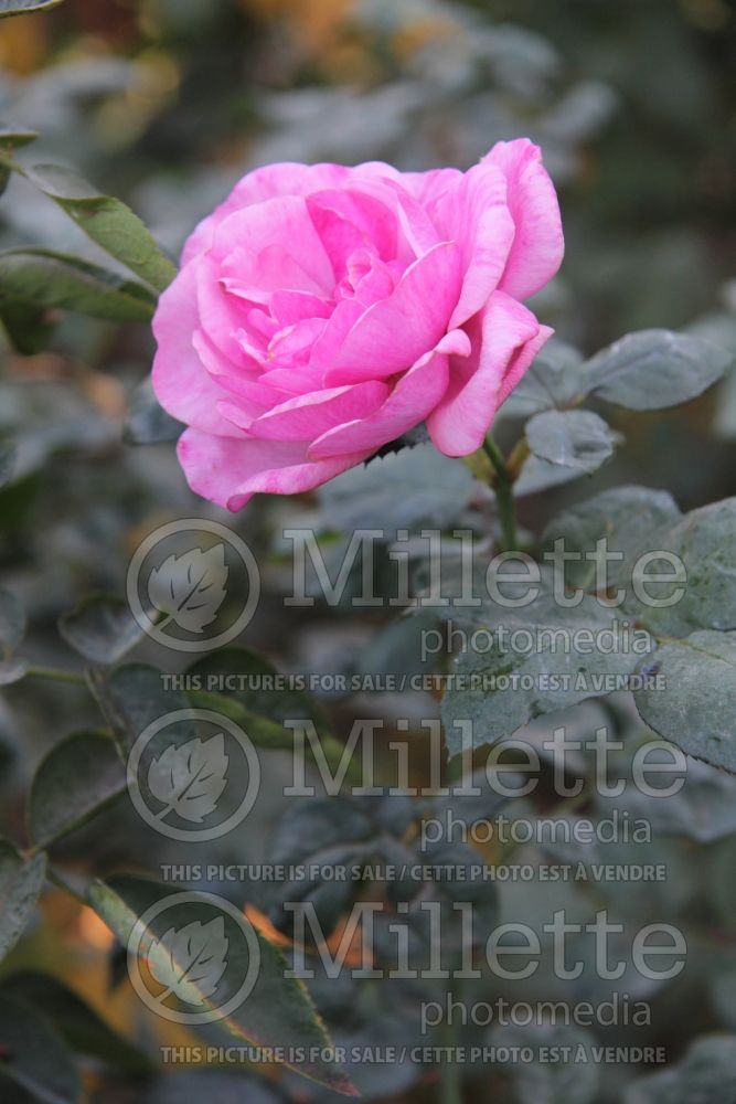Rosa Dee-Lish (Hybrid tea Rose) 1 