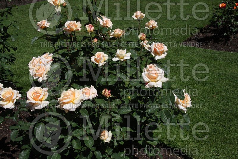 Rosa Diamond Jubilee (Tea hybrid Rose)    1
