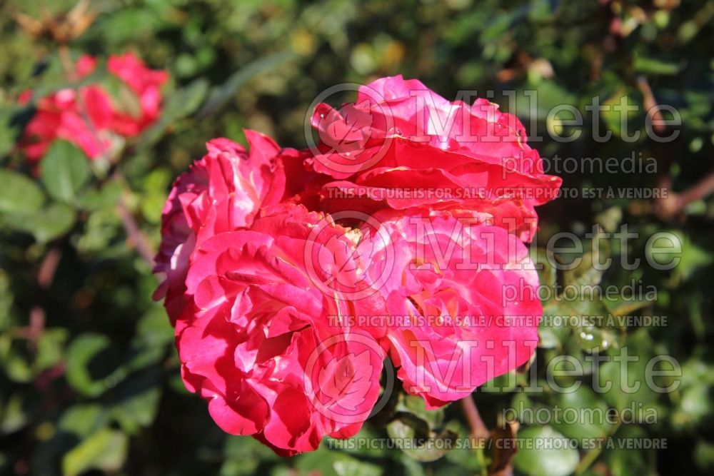 Rosa Dick Clark  (Grandiflora Rose) 4