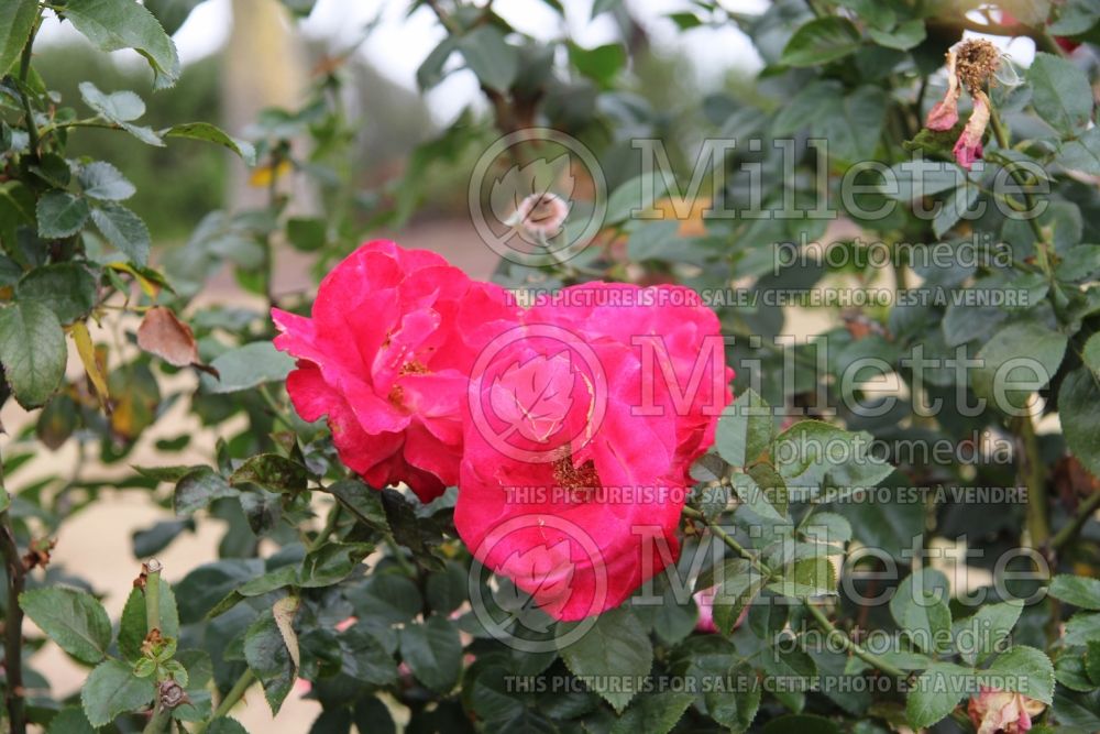 Rosa Dick Clark  (Grandiflora Rose) 2
