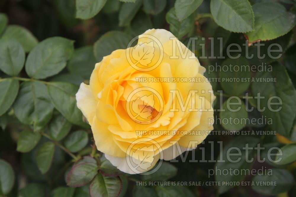 Rosa Doris Day (floribunda rose) 3 