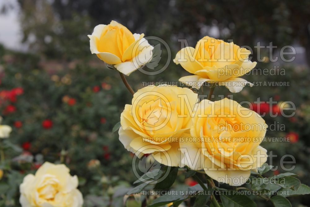 Rosa Doris Day (floribunda rose) 2 