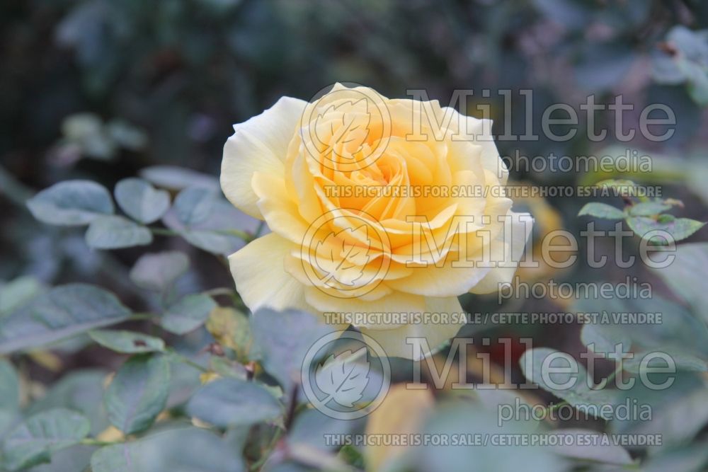Rosa Doris Day (rose) 1 