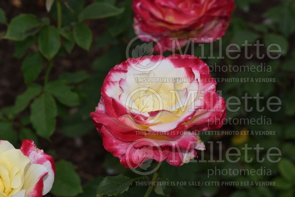 Rosa Double Delight (Hybrid tea Rose) 6