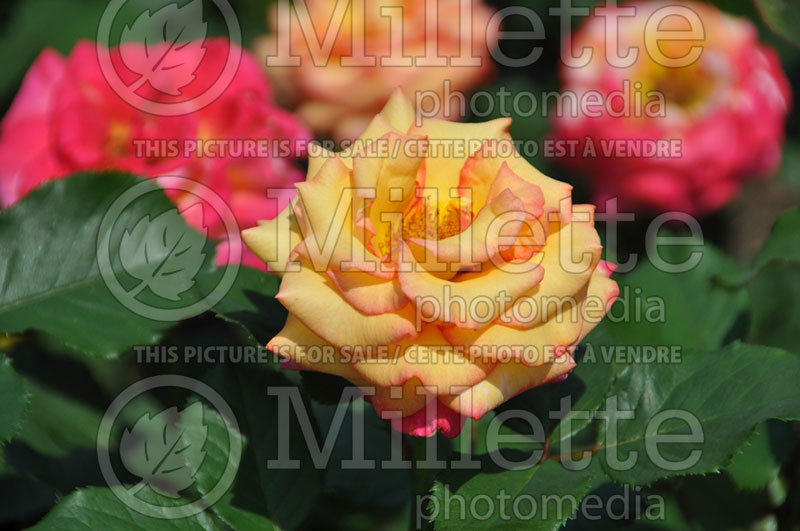 Rosa Dream Come True (Grandiflora rose)  1
