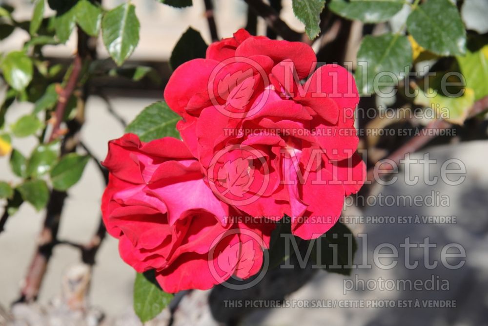 Rosa Drop Dead Red (floribunda rose) 1 
