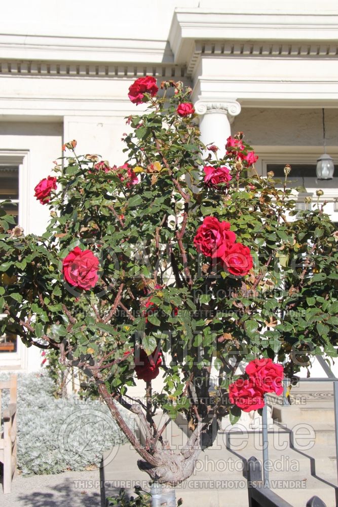 Rosa Drop Dead Red (floribunda rose) 2 