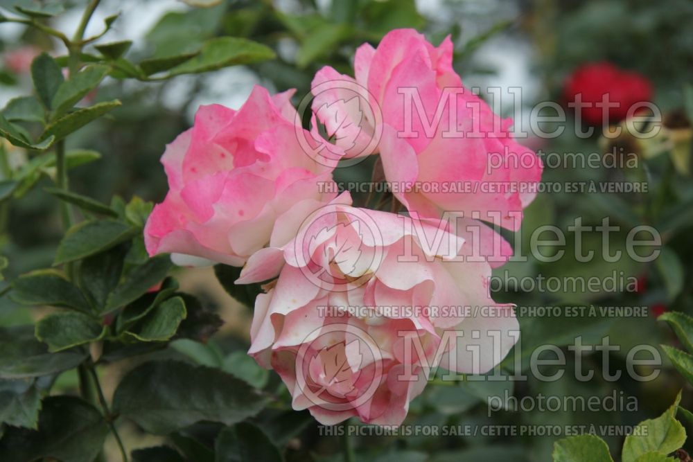 Rosa Easter Basket (floribunda Rose) 1