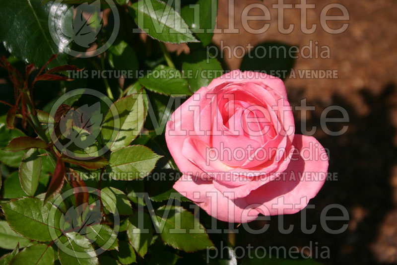Rosa Easy Elegance Grandma's Blessing (Resembles a hybrid tea  Rose) 1