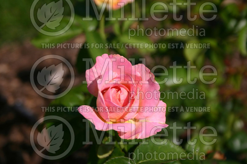 Rosa Elle (Hybrid Tea Rose) 1