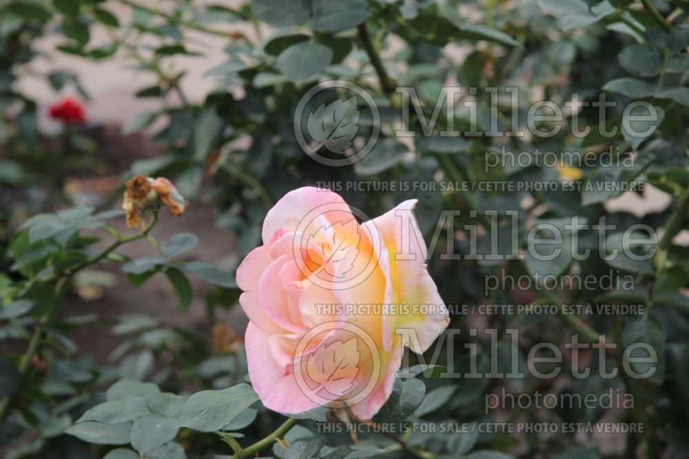 Rosa Elle aka Meibderos (Hybrid Tea Rose) 4