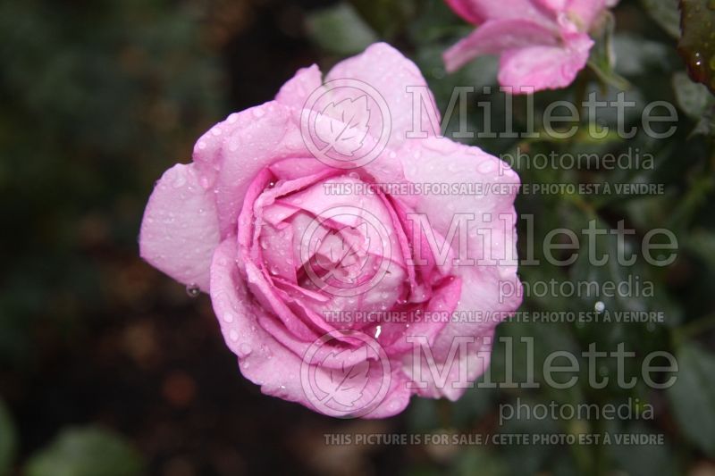 Rosa Enchanted Evening (Floribunda Rose) 1  