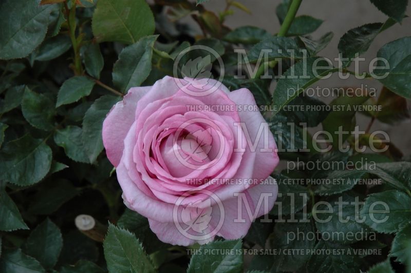 Rosa Enchanted Evening (Floribunda Rose) 2  