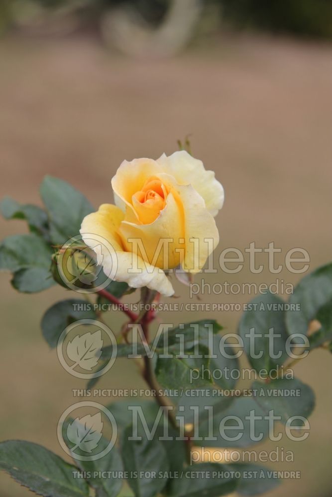 Rosa Eureka (Floribunda rose)  3