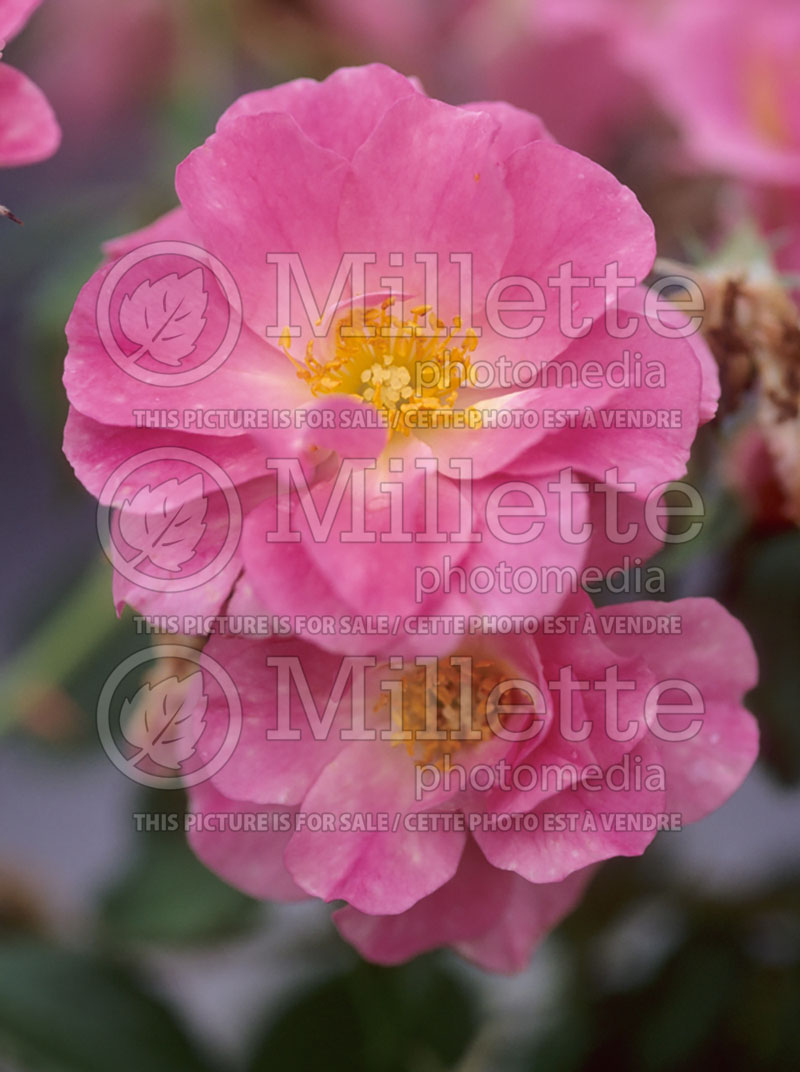 Rosa Royal Edward (Shrub Rose) 4 