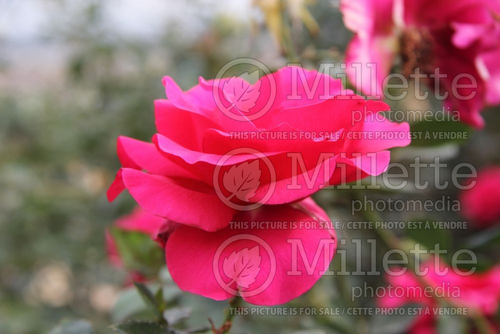 Rosa Fame (Hybrid tea Rose) 2