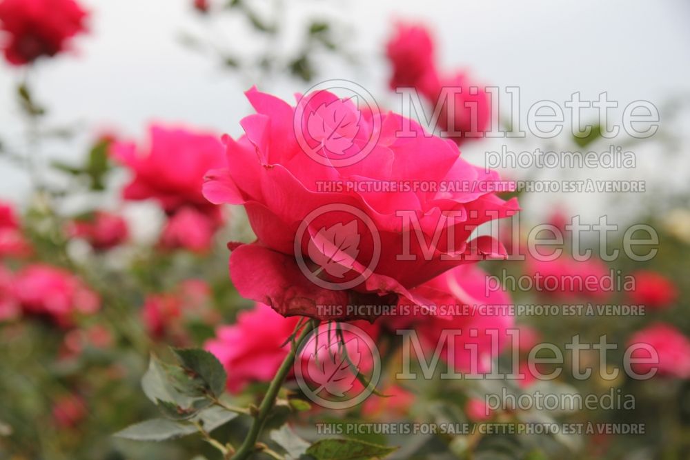 Rosa Fame (Hybrid tea Rose) 3