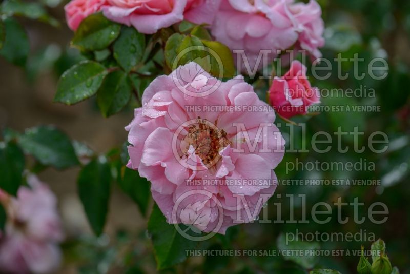 Rosa Festive Jewel (Climbing rose) 2 