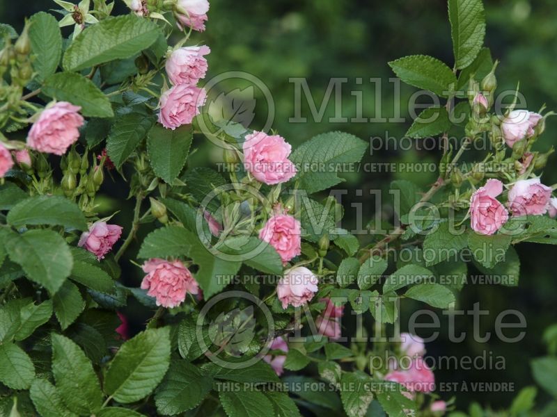 Rosa Pink F. J. Grootendorst (Shrub Rose) 2