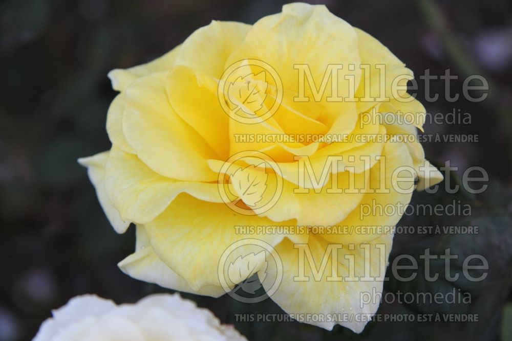 Rosa Bon-Bon (floribunda Rose) 2 