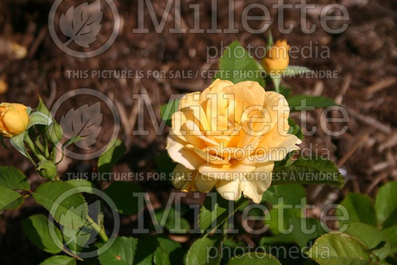 Rosa Honey Perfume aka JACarque (Floribunda Rose) 2 