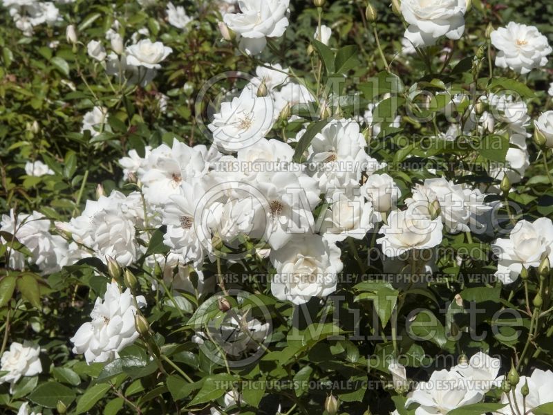 Rosa Iceberg (floribunda Rose) 15 