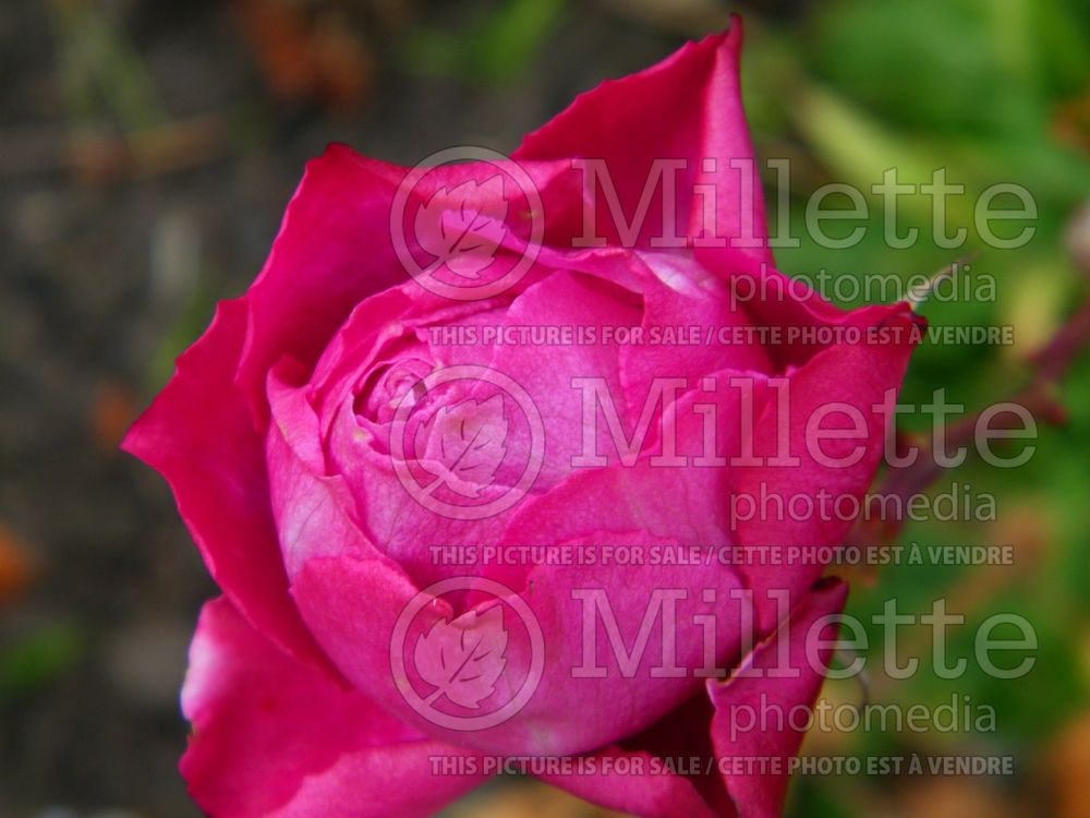Rosa Intrigue (floribunda Rose)  2