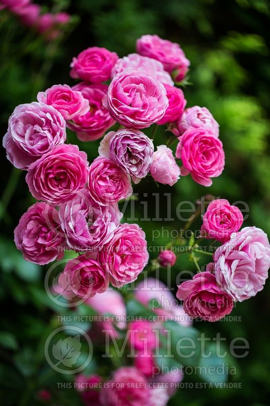 Rosa Pomponella (Floribunda rose) 1 