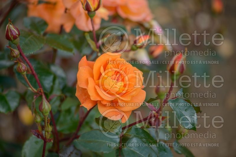 Rosa Precious Amber (floribunda rose) 1 