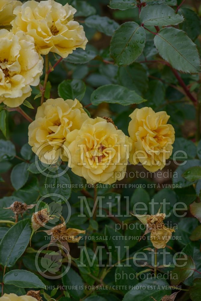 Rosa Precious Gold (floribunda rose) 2 