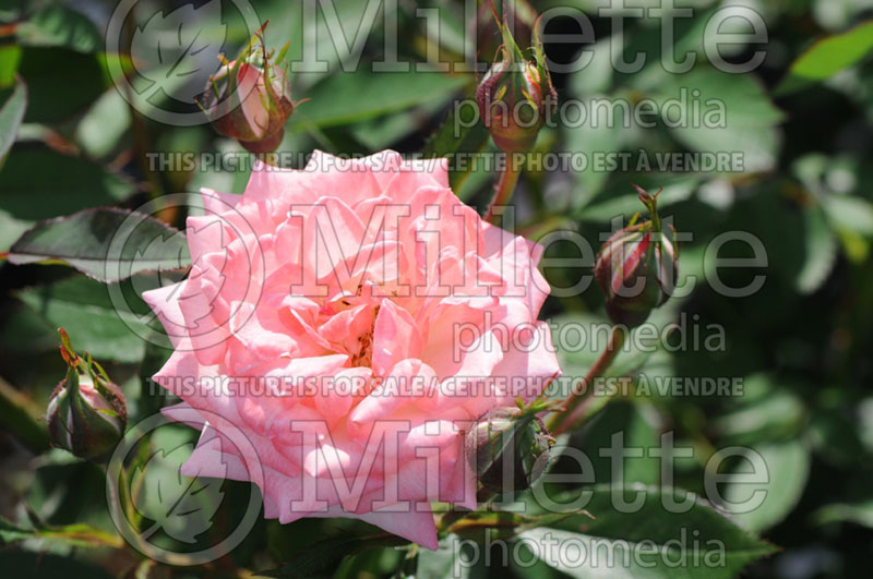 Rosa Tootie's Rockin or Jalpinkdel (Floribunda rose) 1 