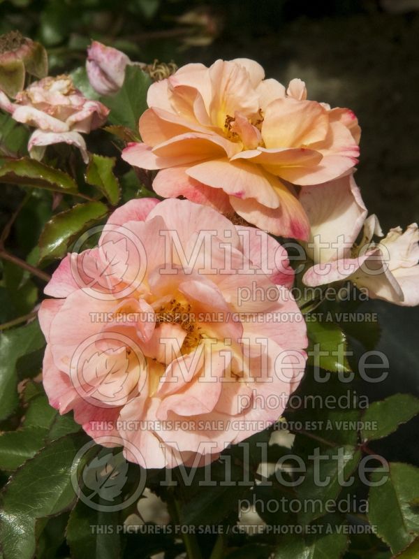Rosa Flower Carpet Amber (Ground cover Rose) 1