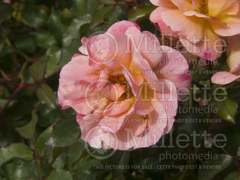 Rosa Flower Carpet Amber (Ground cover Rose) 2