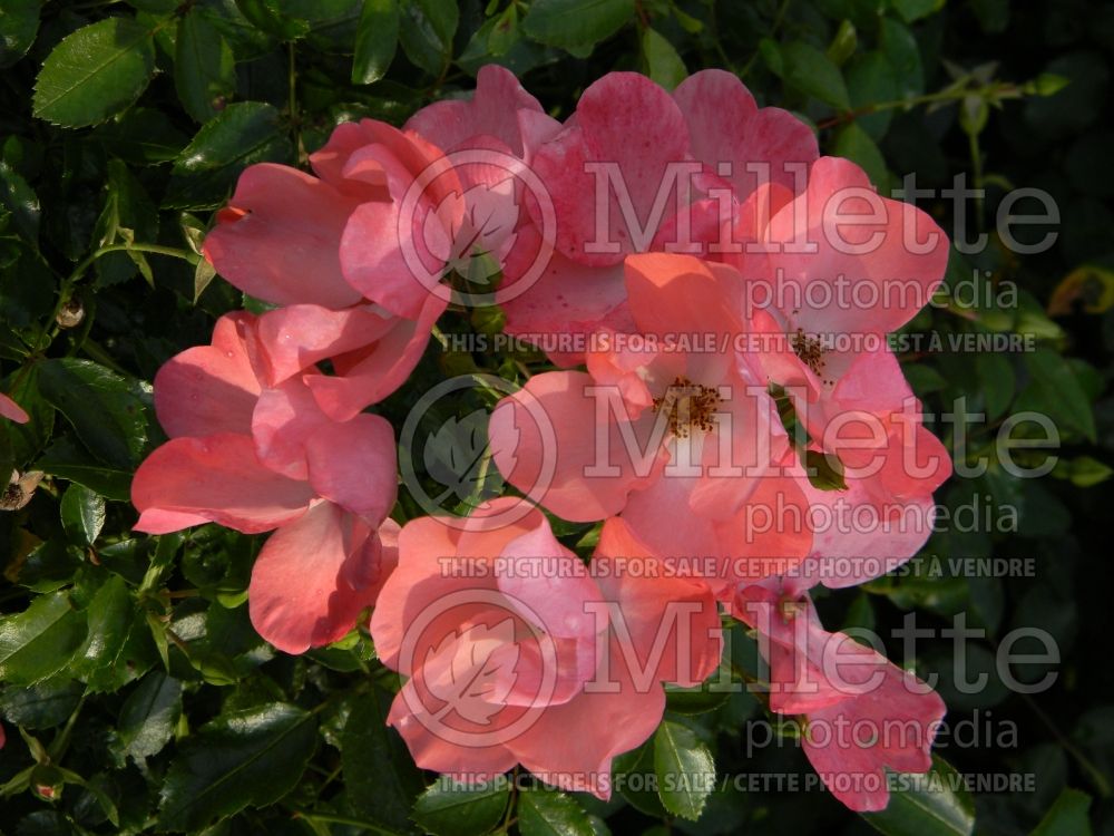 Rosa Flower Carpet Coral (Groundcover Rose) 2 