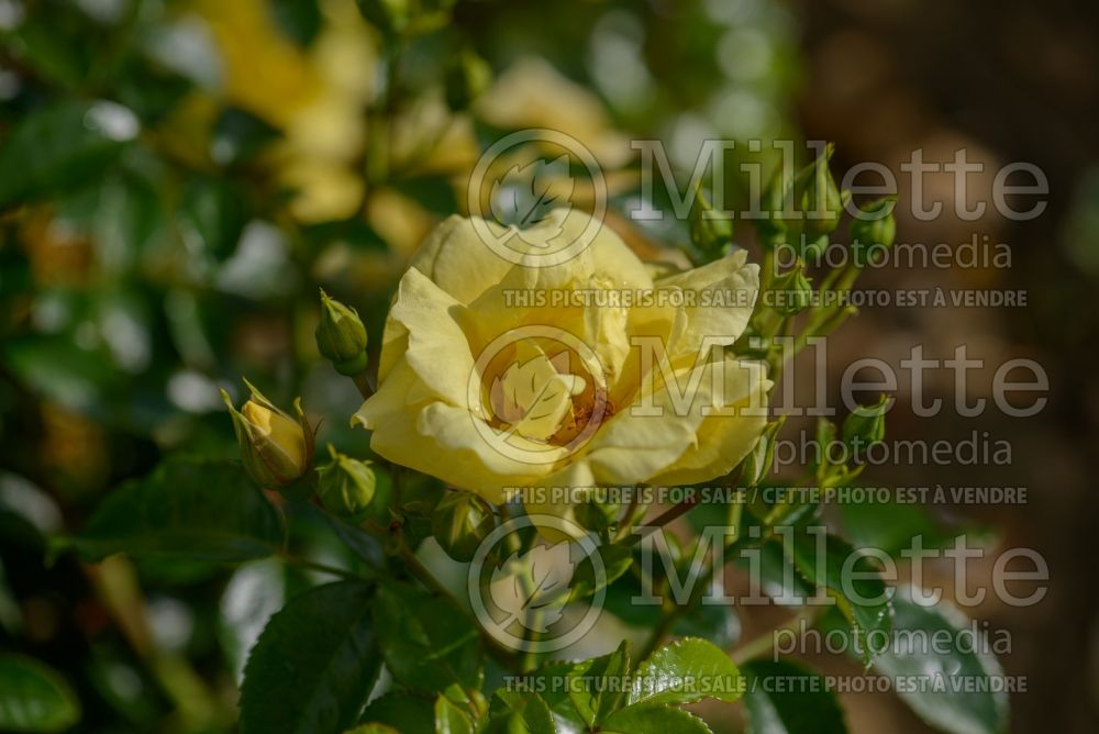 Rosa Flower Carpet Gold (Ground cover Rose) 2
