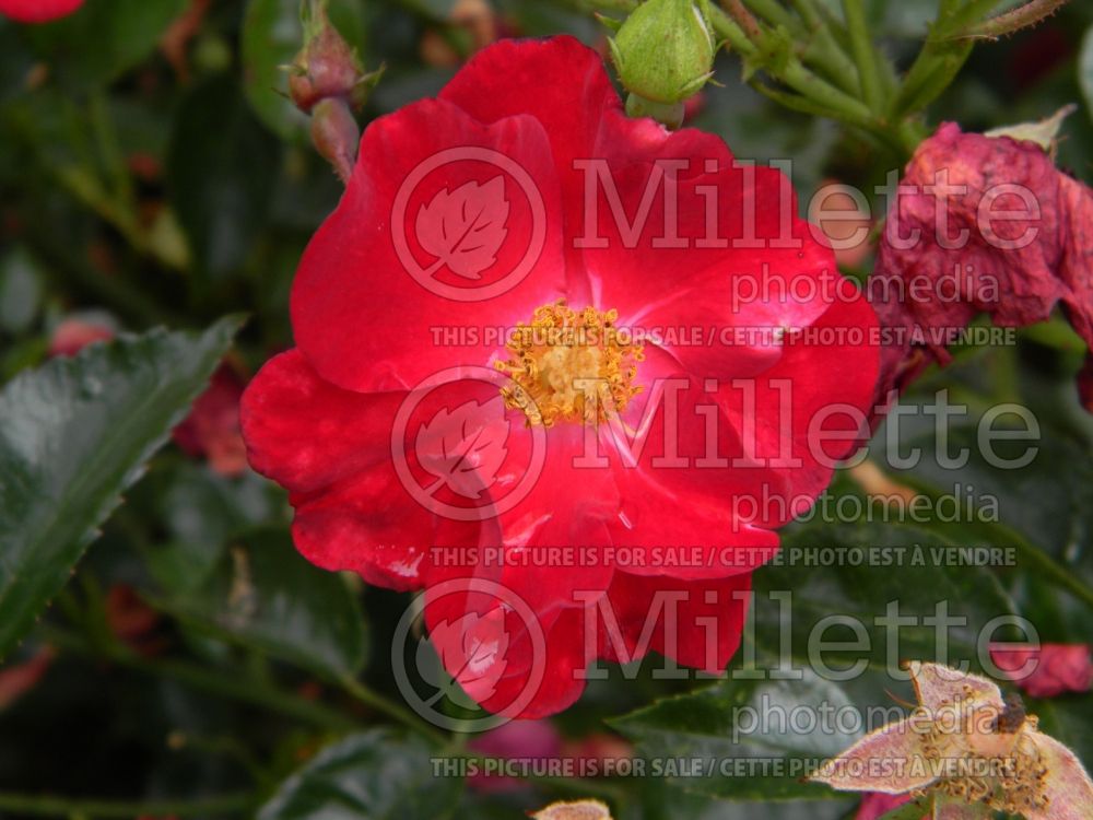 Rosa Flower Carpet Red (Groundcover Rose) 4 